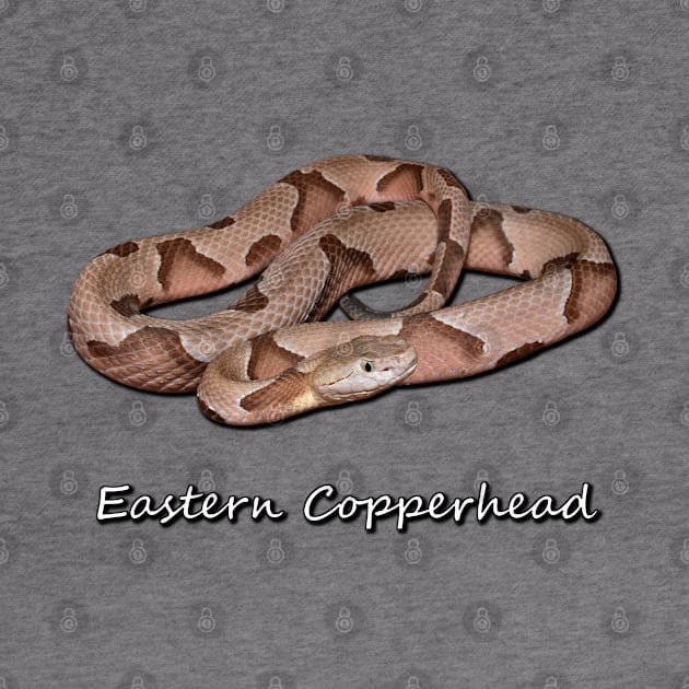 Eastern Copperhead by Paul Prints